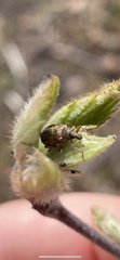 Polydrusus mollis