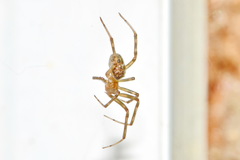 Steatoda castanea