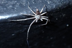 Philodromus