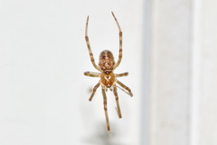 Steatoda castanea
