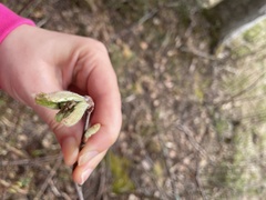 Polydrusus mollis