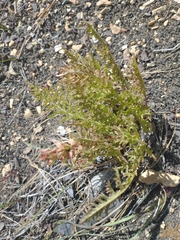 Pedicularis densiflora