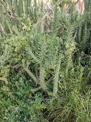 Austrocylindropuntia subulata