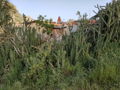 Austrocylindropuntia subulata