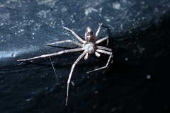 Philodromus
