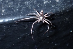 Philodromus