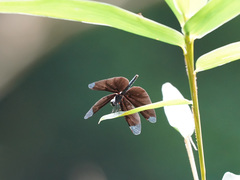 Rhyothemis plutonia