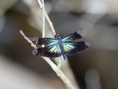 Rhyothemis plutonia
