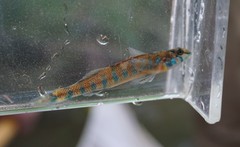 Etheostoma stigmaeum