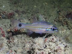 Ostorhinchus ocellicaudus