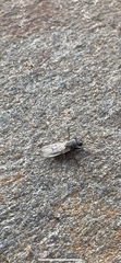 Diptera