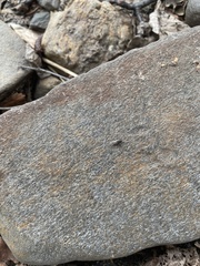 Diptera