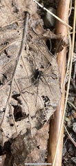 Lycosidae