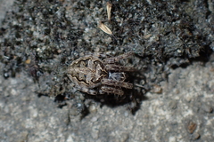 Larinioides sclopetarius