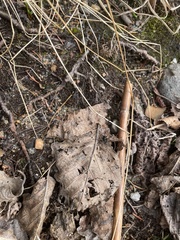 Lycosidae