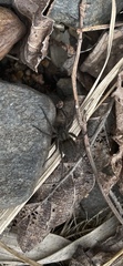 Lycosidae