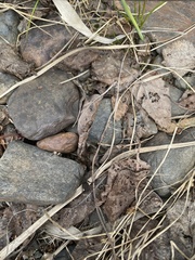 Lycosidae
