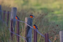 Flame Robin photo 5