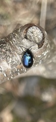 Agelastica alni