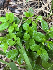 Cyclophyllum coprosmoides coprosmoides