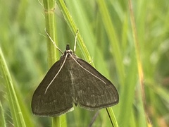 Anania fuscalis