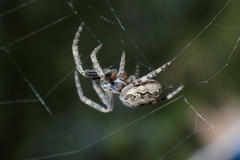 Larinioides sclopetarius