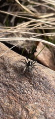 Lycosidae