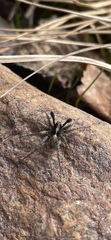 Lycosidae
