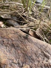 Lycosidae