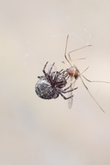 Larinioides