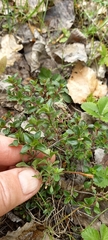 Thymus bashkiriensis
