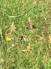Ophrys bertolonii bertolonii