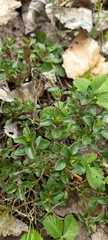 Thymus bashkiriensis