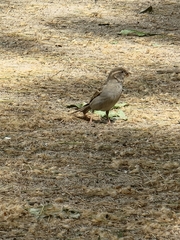 Passer domesticus