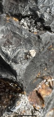 Chrysopidae