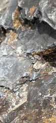 Chrysopidae