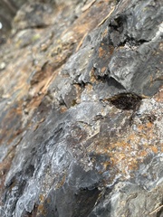 Chrysopidae