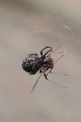 Larinioides