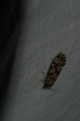 Triaxomera parasitella