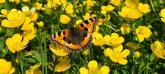 Aglais urticae