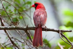 Cardinalis cardinalis