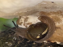 Helicarion mastersi