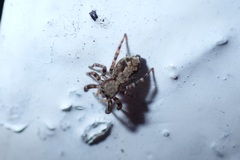 Pseudeuophrys lanigera