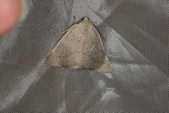 Cassythaphaga petrochroa