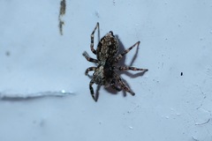 Pseudeuophrys lanigera