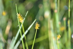 Carex exilis