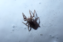 Pseudeuophrys lanigera