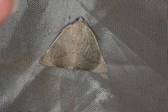 Cassythaphaga petrochroa