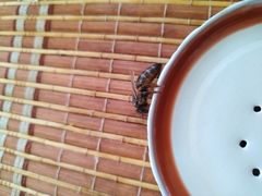 Apis mellifera