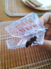 Apis mellifera
